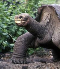 Abingdon elephant tortoise